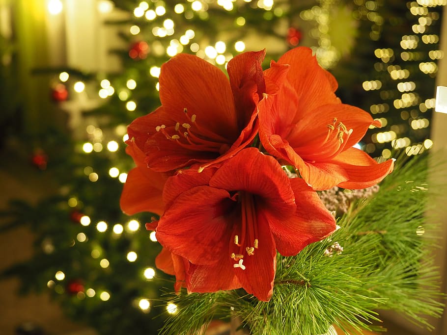 christmas, amaryllis, flower, plant, tree, close-up, flowering plant HD wallpaper