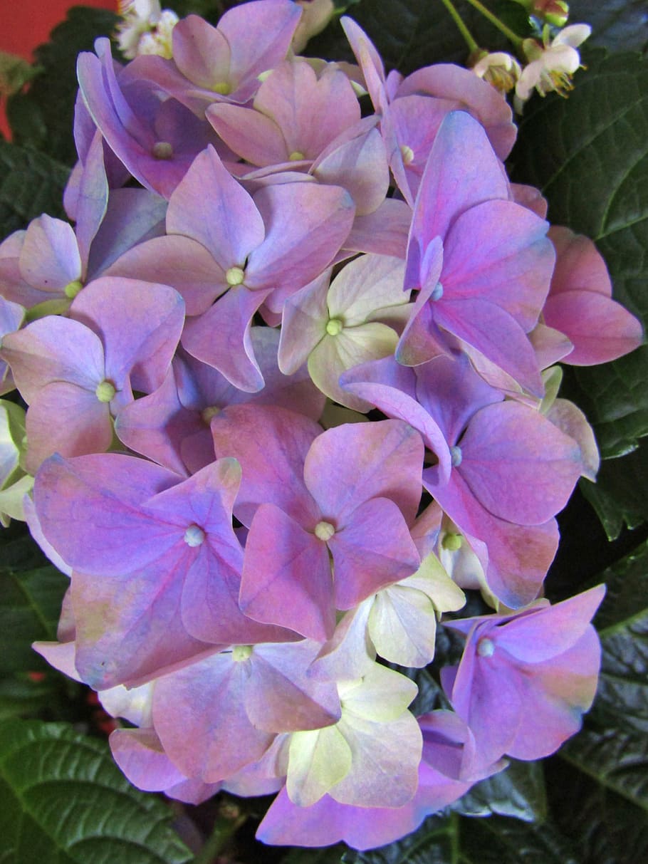 hydrangea, purple, hydrangea bush, single flower, flowers, umbel HD wallpaper