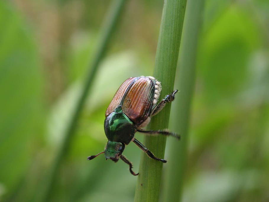 plant, macro, bug, beetle, insect, japanese beetle, creature HD wallpaper