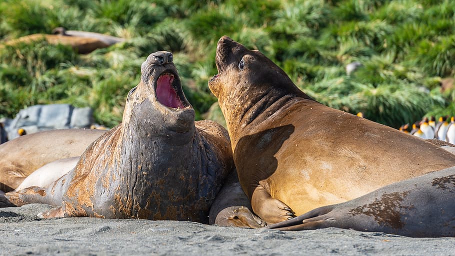 two sea lions, animal themes, animals in the wild, group of animals HD wallpaper
