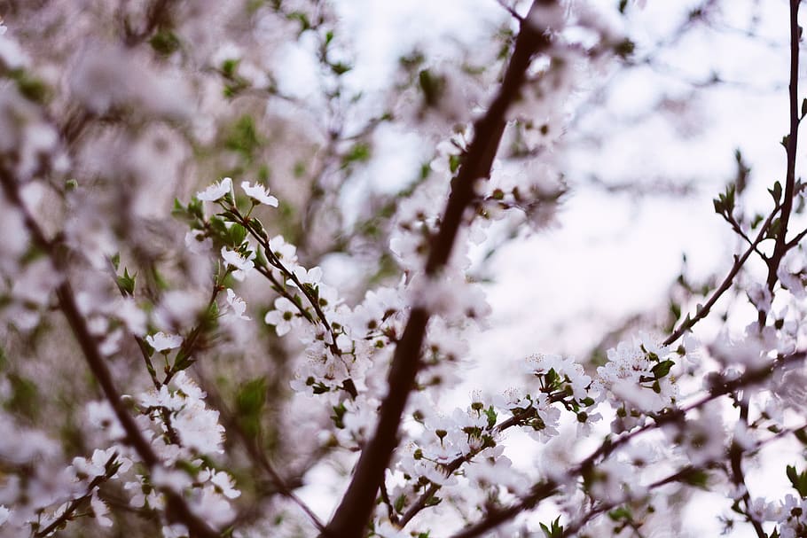 cherry, cherry tree, cherry blossom tree, cherry flowers, nature HD wallpaper
