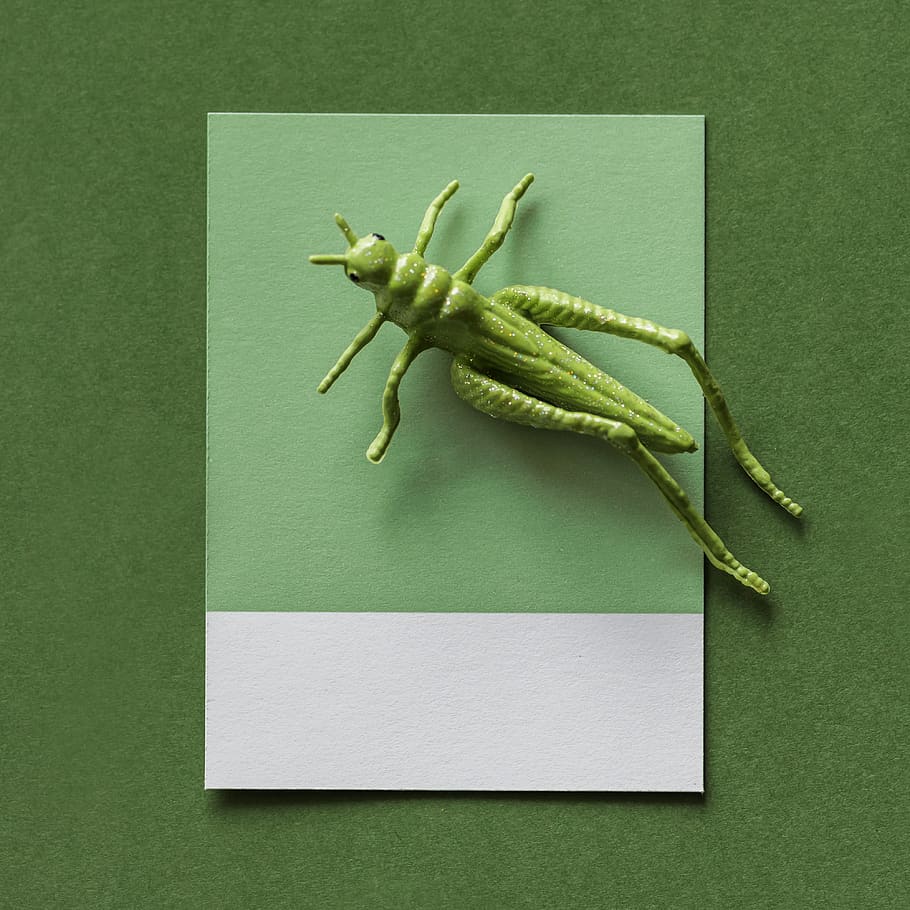 Green Grasshopper Toy, artsy, background, bug, card, cardboard HD wallpaper