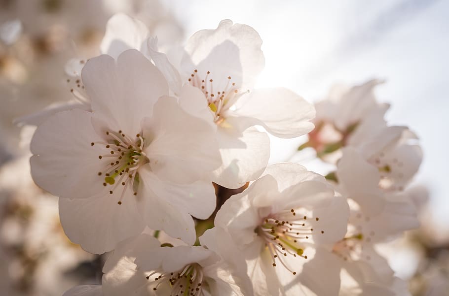 flowers, nature, plants, leaf, floral, beautiful, cherry tree HD wallpaper