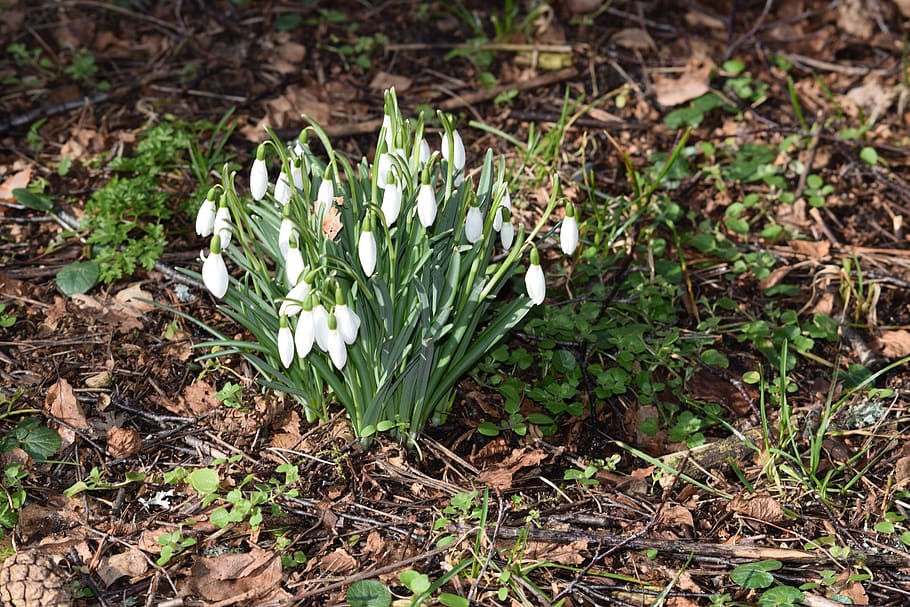 snowdrops, our characters, flowers, plant, growth, flowering plant HD wallpaper
