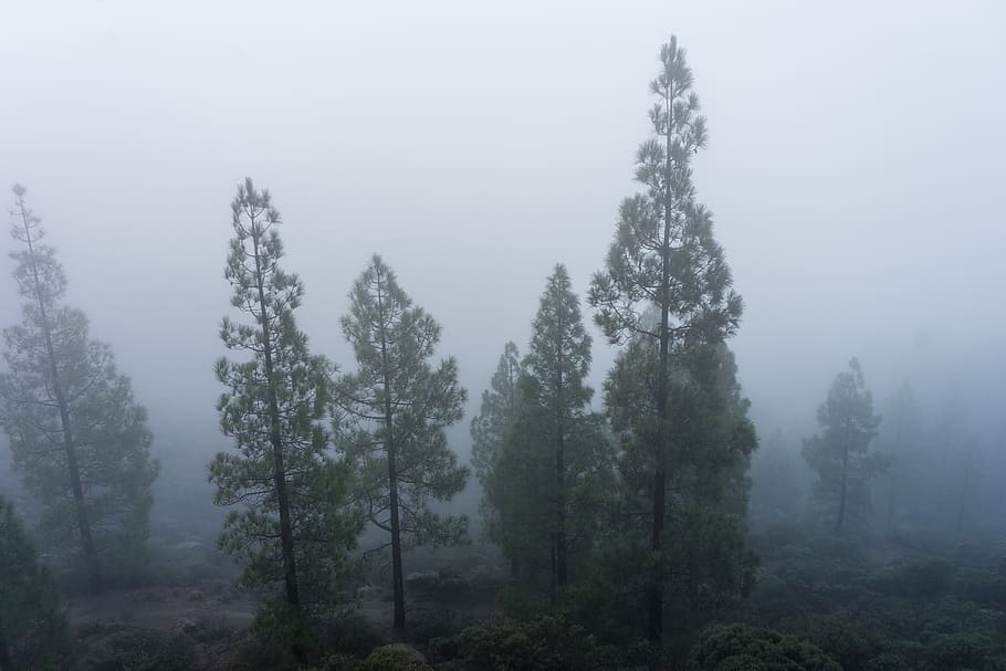 spain, gran canaria, rain, wind, storm, tree, hiking, outdoors HD wallpaper