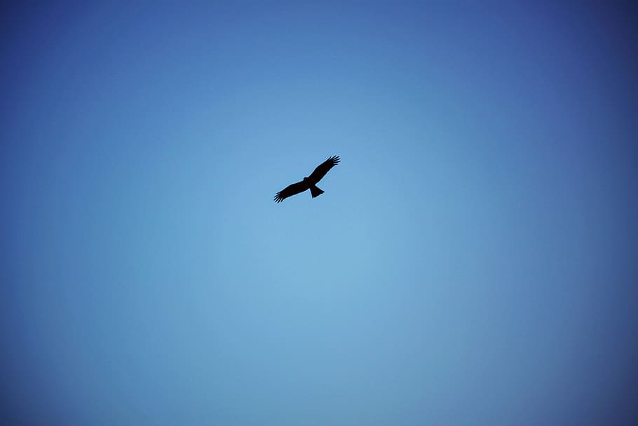 viet nam, flying, vertebrate, animal themes, animals in the wild HD wallpaper