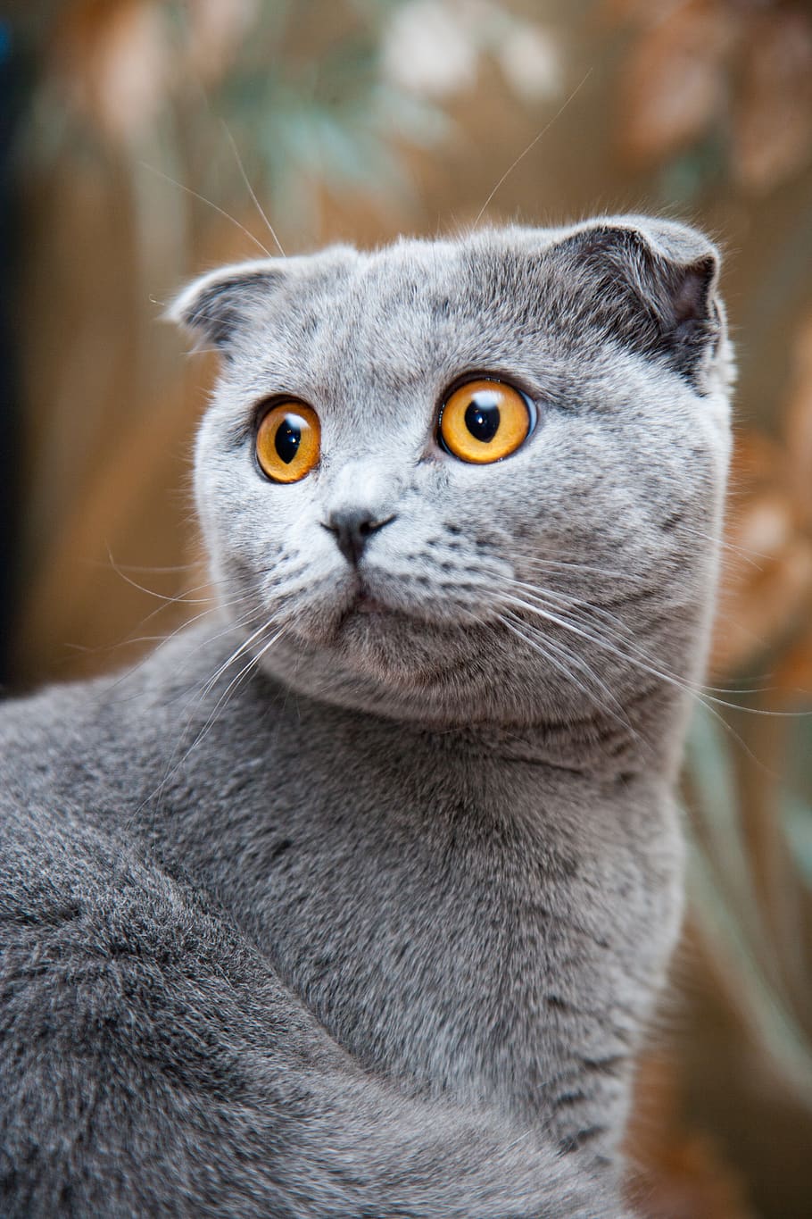 gray cat shallow focus, animal themes, one animal, mammal, portrait HD wallpaper
