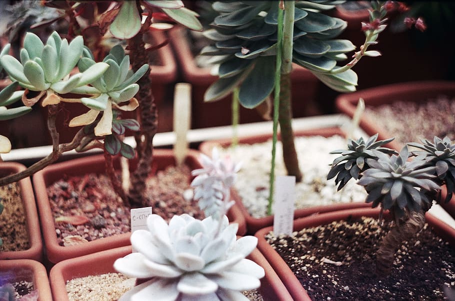 white and green potted succulent plants, flower, blossom, cactus