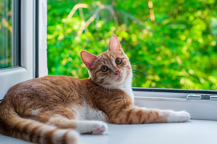 orange tabby cat near window, domestic cat, feline, pets, mammal HD wallpaper