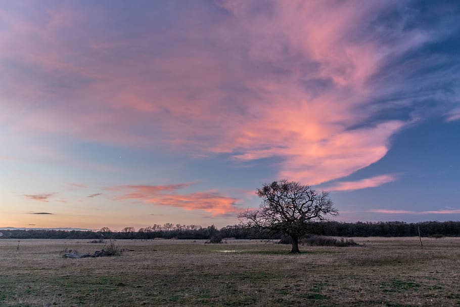 tree, sunset, landscape, nature, evening, clouds, light, winter HD wallpaper