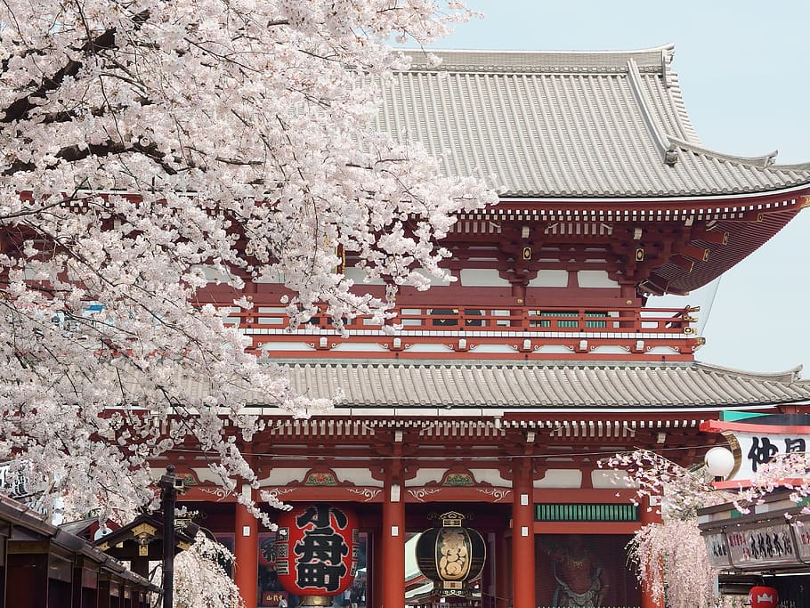 Page 2 - sakura cherry blossom 1080P, 2K, 4K, 5K HD wallpapers free download - Wallpaper Flare