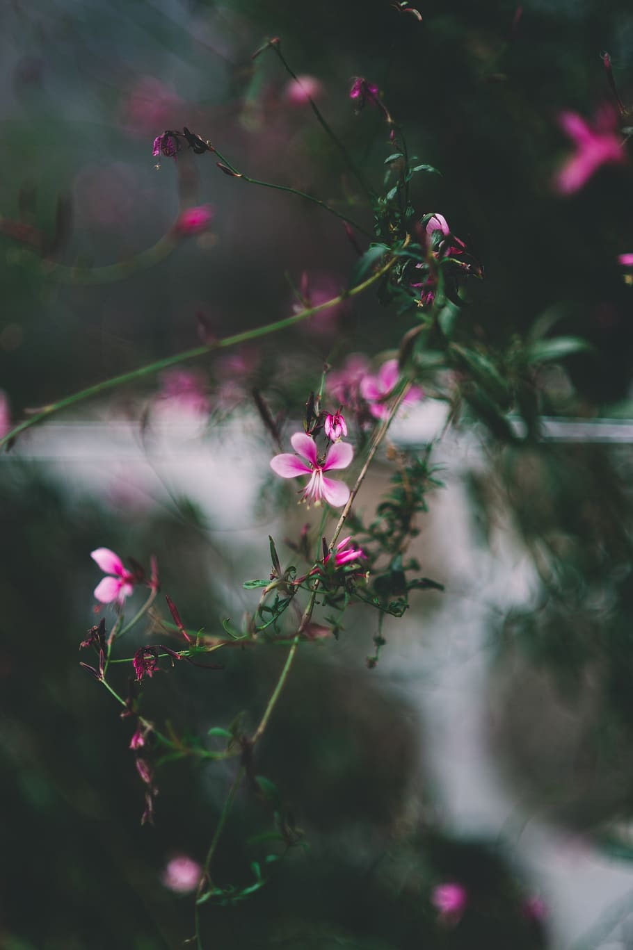 pink petaled flowers, plant, geranium, blossom, 163 hyehwa-dong HD wallpaper