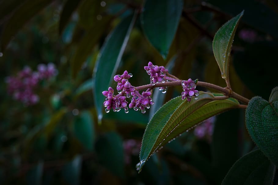 cuba, vinales, viñales valley, plant, flower, flowering plant HD wallpaper