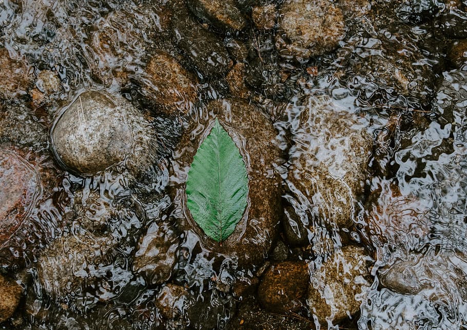 green leaf on water flow, stream, river, pebble, symmetry, zen HD wallpaper