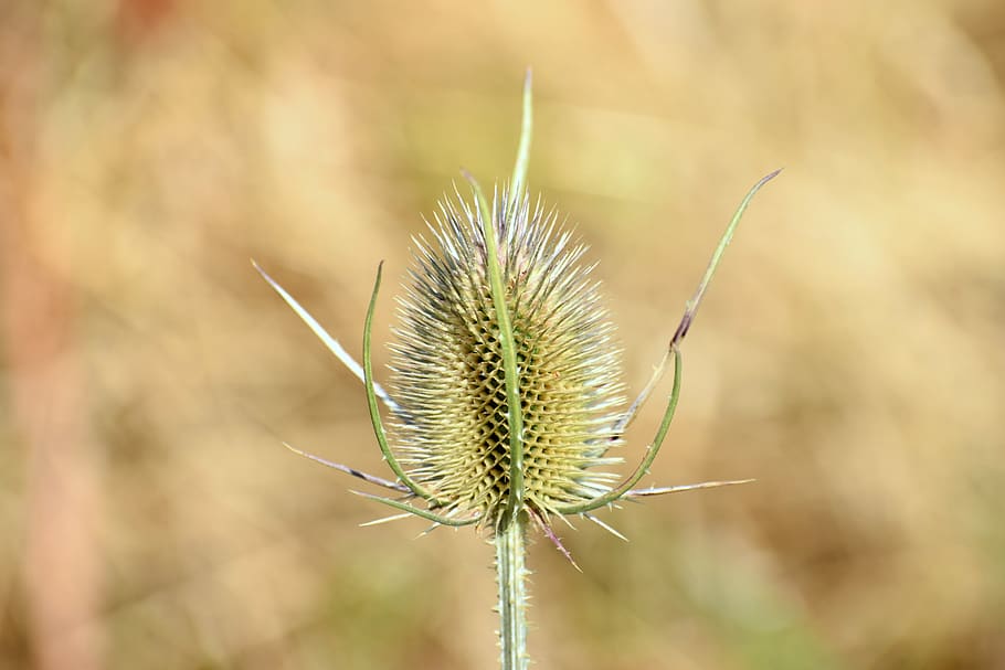 flower, green, thistle, summer, close up, meadow, plant, nature HD wallpaper