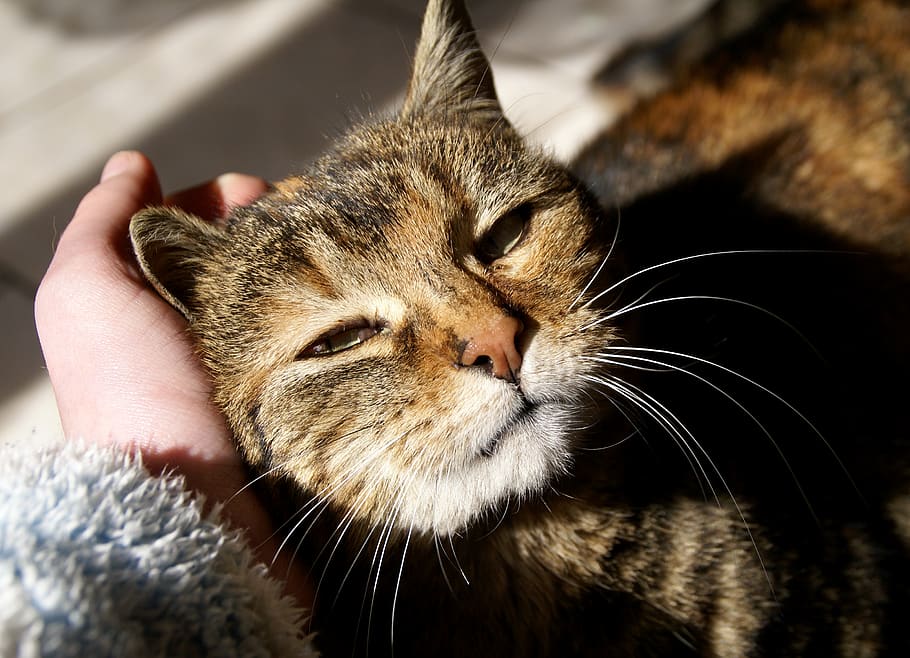 cat, animal, cute, domestic, mammal, animal themes, pets, domestic animals HD wallpaper