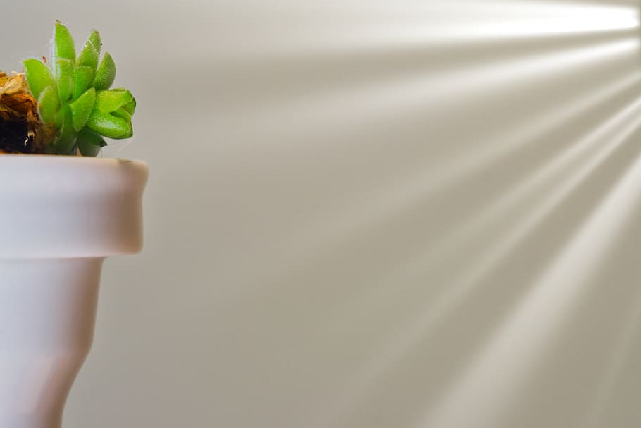 light beam, sunlight, plants, indoors, copy space, no people HD wallpaper