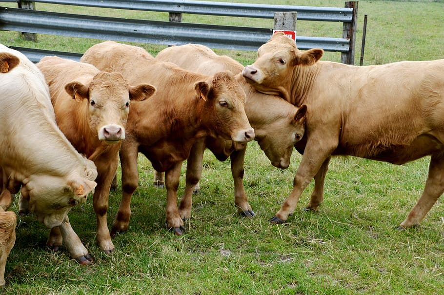 cows, group, humor, confrontation, mammals, animals, melee HD wallpaper