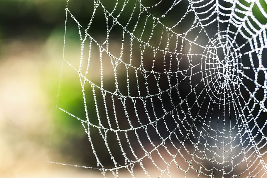 Spider Web Selective Focus Photography, arachnid, blur, close-up HD wallpaper