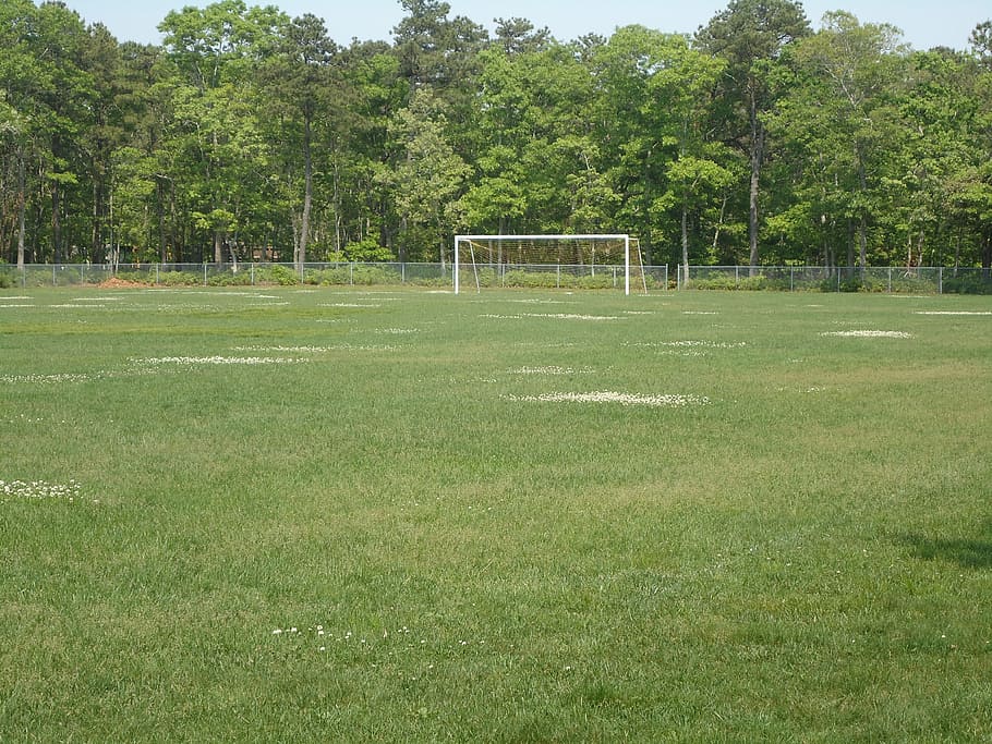 soccer, field, goal, plant, tree, grass, green color, sport HD wallpaper