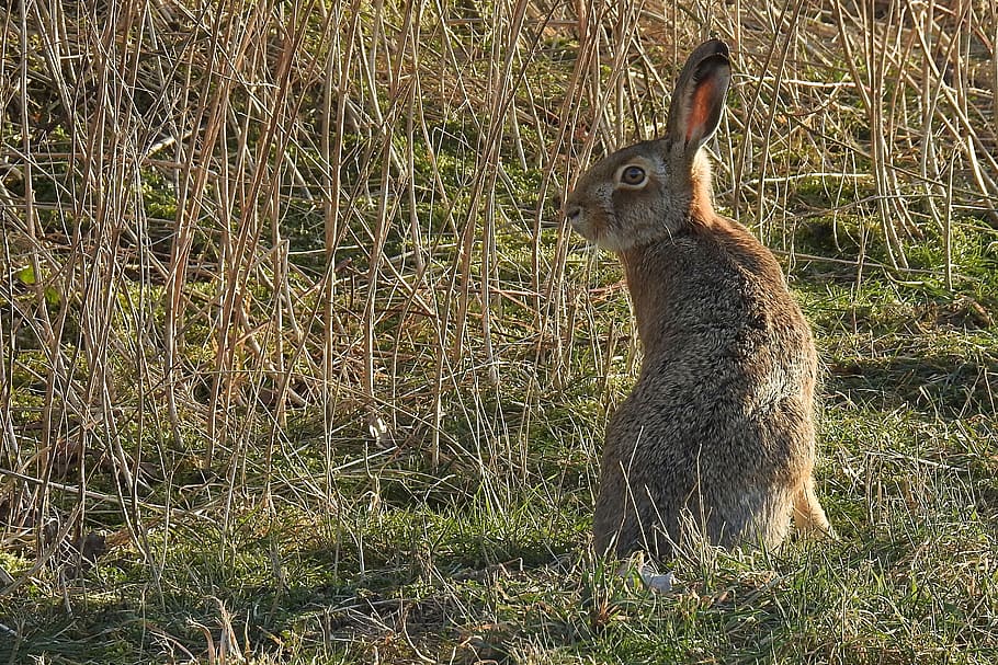hare, long eared, grass, mammal, animal, animal world, animal themes, HD wallpaper
