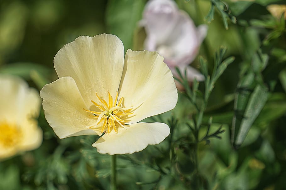 Selective Focus Photography of Yellow Petaled Flower, bloom, blossom HD wallpaper