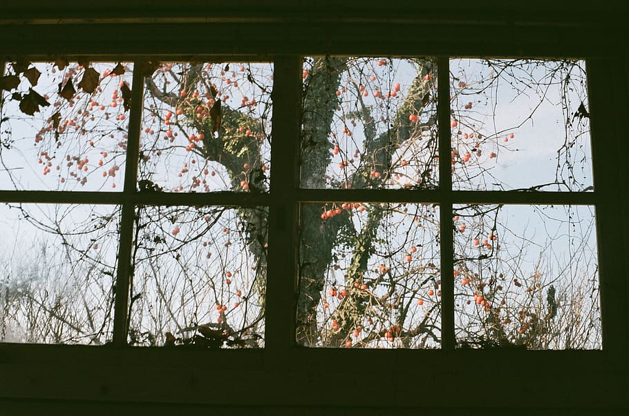 film, window, no people, glass - material, transparent, day HD wallpaper