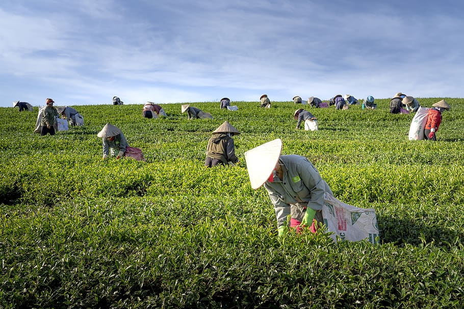 tea, the farm, vietnam, the leaves, harvest, workers, green, HD wallpaper