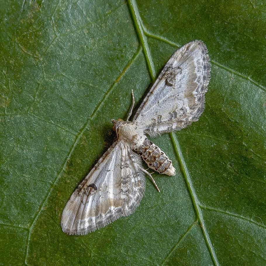 moth, lime-speck-pug, wings, tiny, nature, small, wildlife HD wallpaper