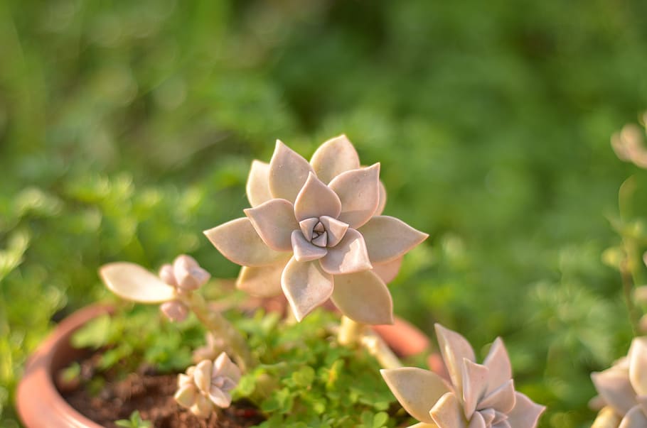 succulent, 50mm, bokeh, plant, growth, beauty in nature, flower HD wallpaper