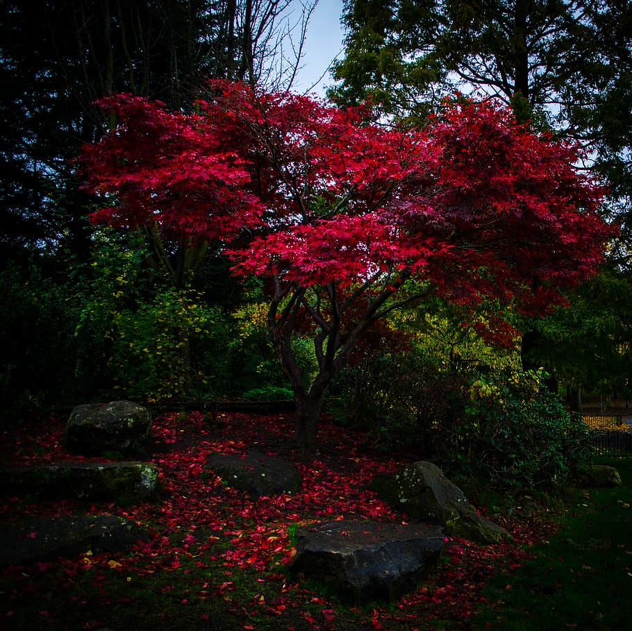 Red Petaled Tree, bright, color, daylight, environment, fallen leaves HD wallpaper
