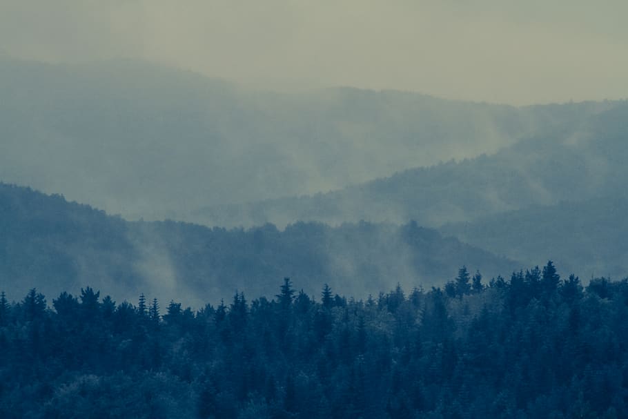 green trees, fog, mountain, landscape, dawn, sky, sunset, sunrise HD wallpaper