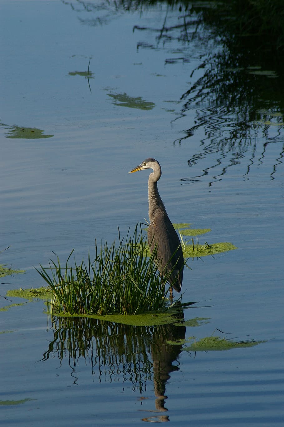 le fleuve saint-laurent, great blue heron, bird, aquatic bird, HD wallpaper