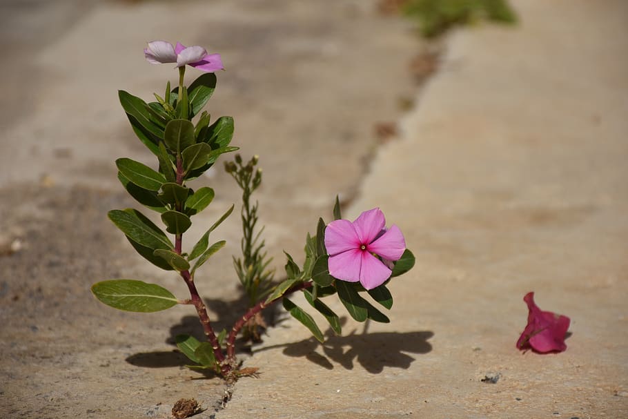 flower, cyprus, road, plant, flowering plant, pink color, fragility HD wallpaper