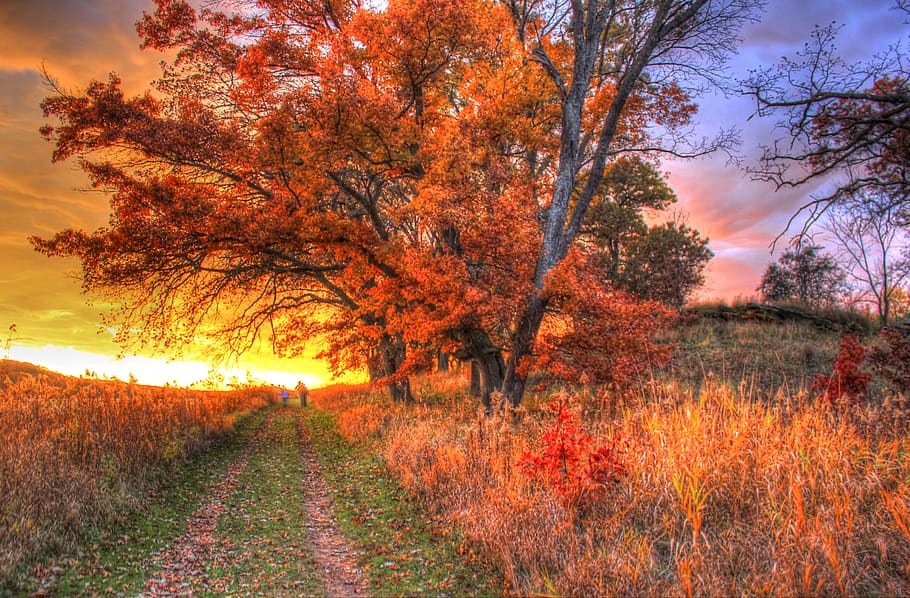 brown trees during dusk, road, field, sunset, sunrise, dirt road HD wallpaper