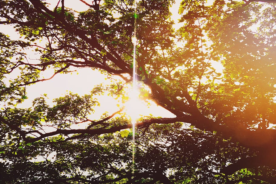 tree, sun, lens flare, plant, nature, sunlight, low angle view HD wallpaper