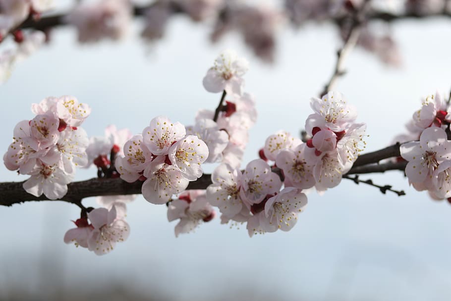 flowers, white, spring, casey, tree, nature, supplies, nice HD wallpaper