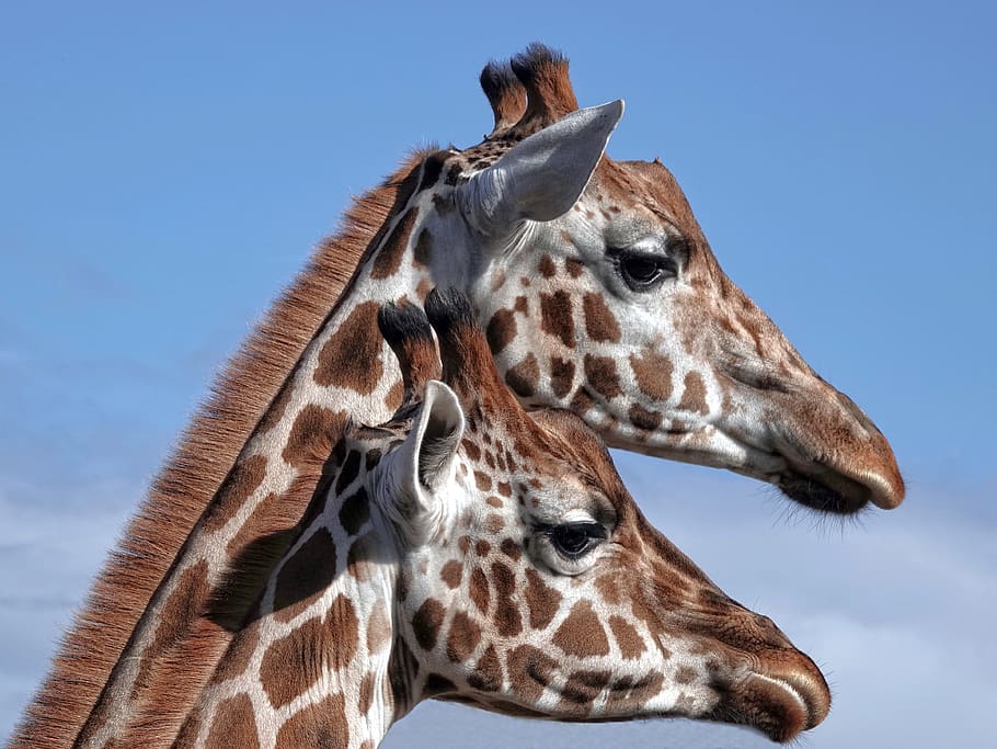 two brown-and-gray giraffes under blue sky, wildlife, mammal, HD wallpaper