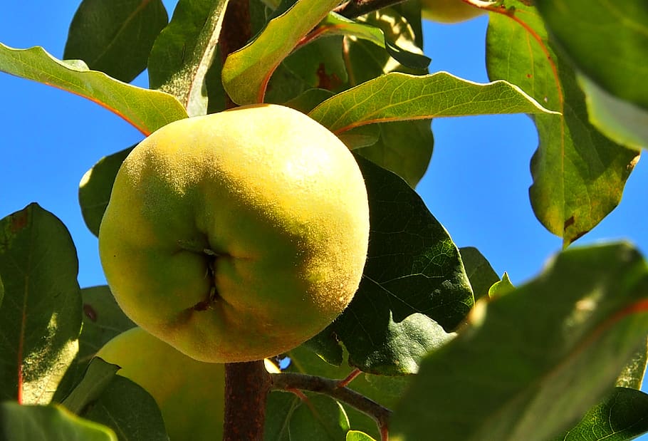quince, tree, fruit, yellow, leaf, healthy eating, plant part, HD wallpaper