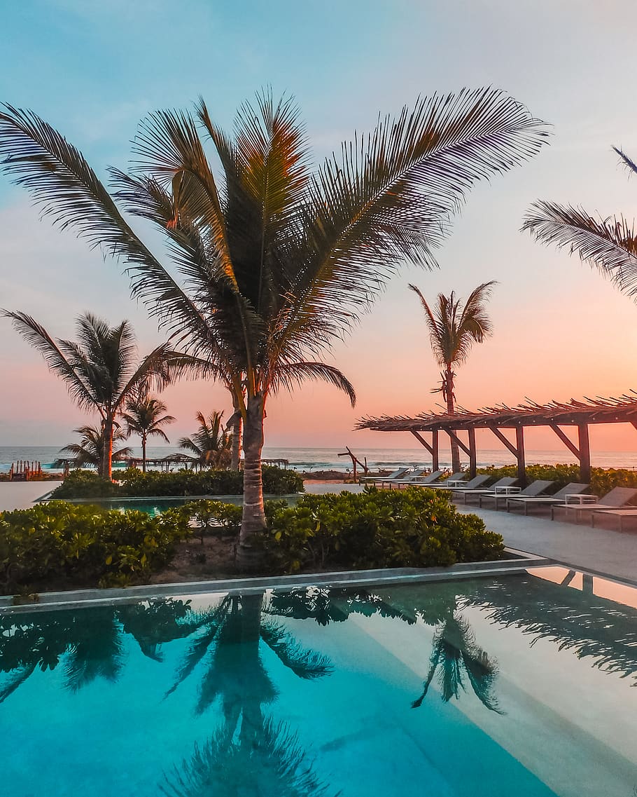 palm tree near pool during daytime, summer, building, hotel, tropical HD wallpaper
