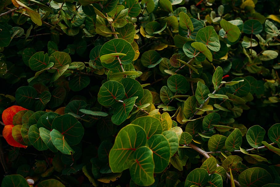 forest, green, plants, wallpaper, florida, travel, nikon, plant part HD wallpaper
