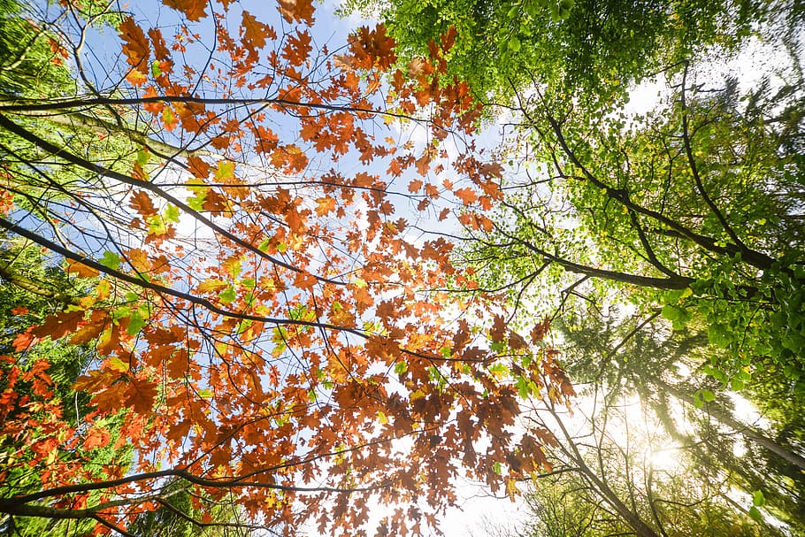 Low Angle Photo of Maple Leaves, beech, branches, environment HD wallpaper