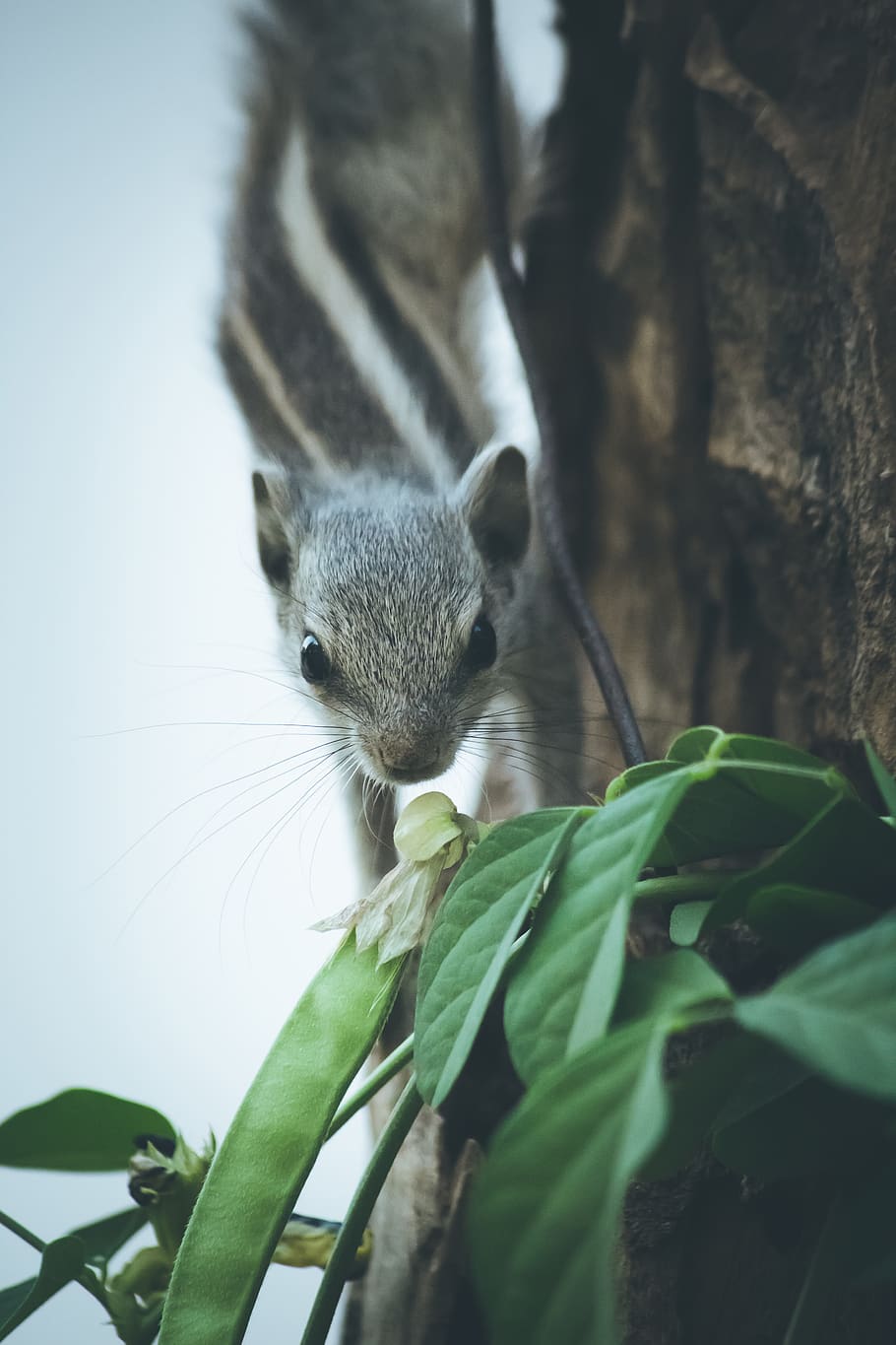 gray squirrel, one animal, animal themes, mammal, animal wildlife HD wallpaper