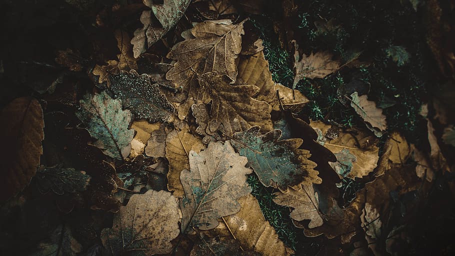 stack of assorted leaves photo, no people, backgrounds, full frame HD wallpaper