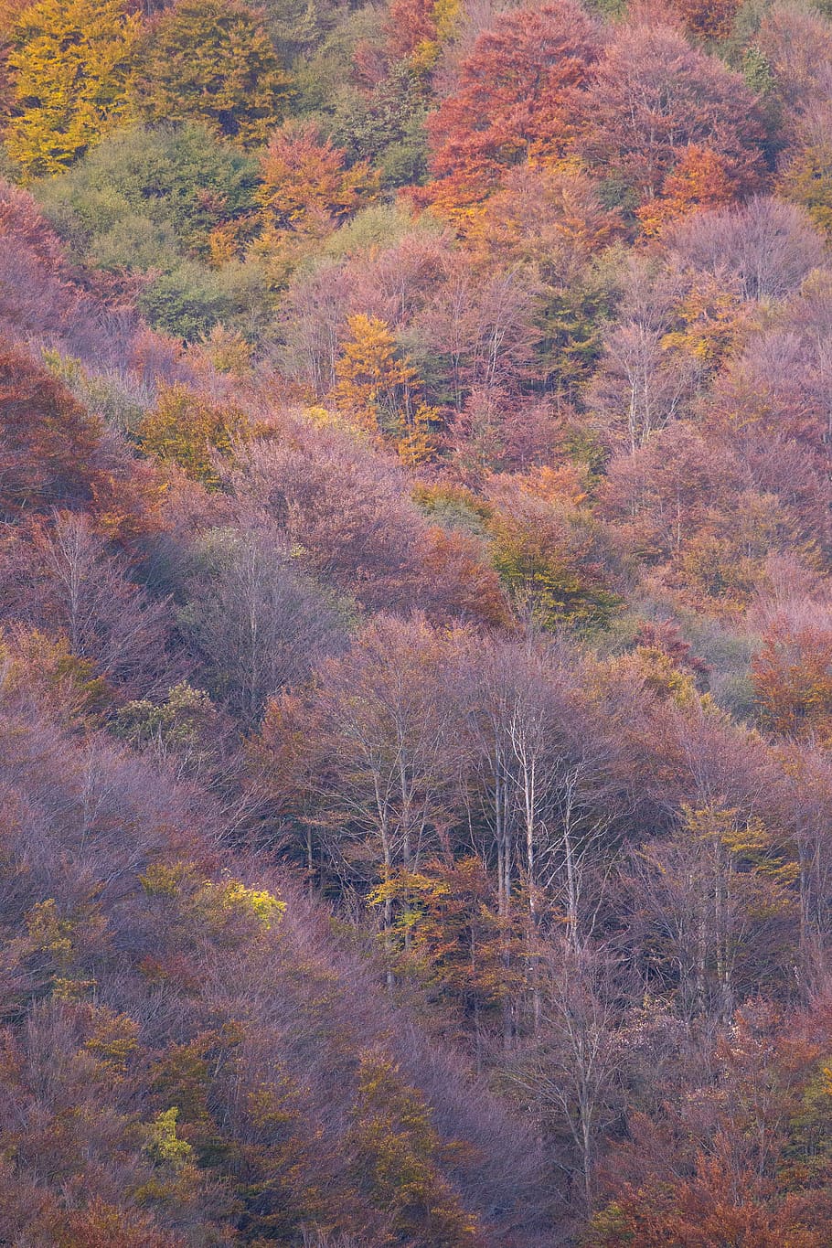 forest, autumn, colors, trees, plant, no people, beauty in nature HD wallpaper