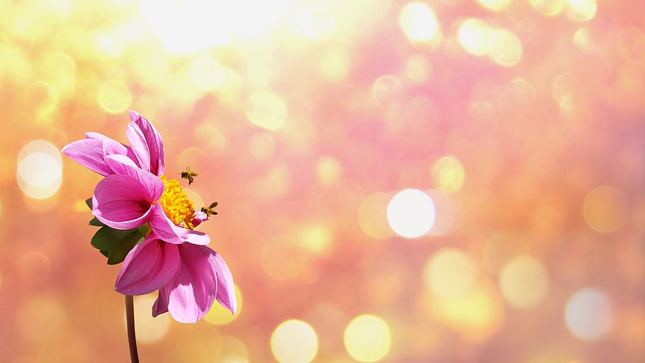 Pink Dahlia in Bloom Bokeh Photography, bees, blossom, flora HD wallpaper