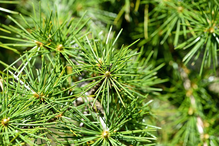 fir, plant, tree, leaf, green, nature, fresh, freshness, green color HD wallpaper