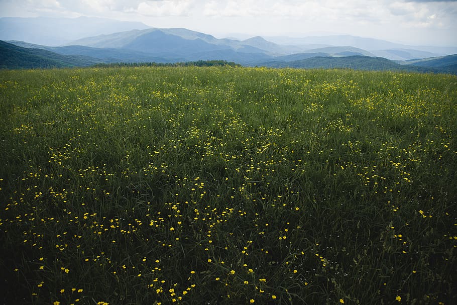 max patch, united states, summer, mountains, hiking, adventures HD wallpaper
