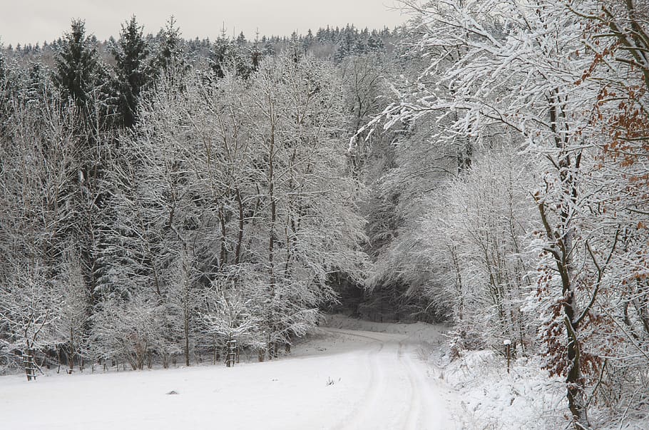 snow covered road between forest, nature, ice, outdoors, frost HD wallpaper