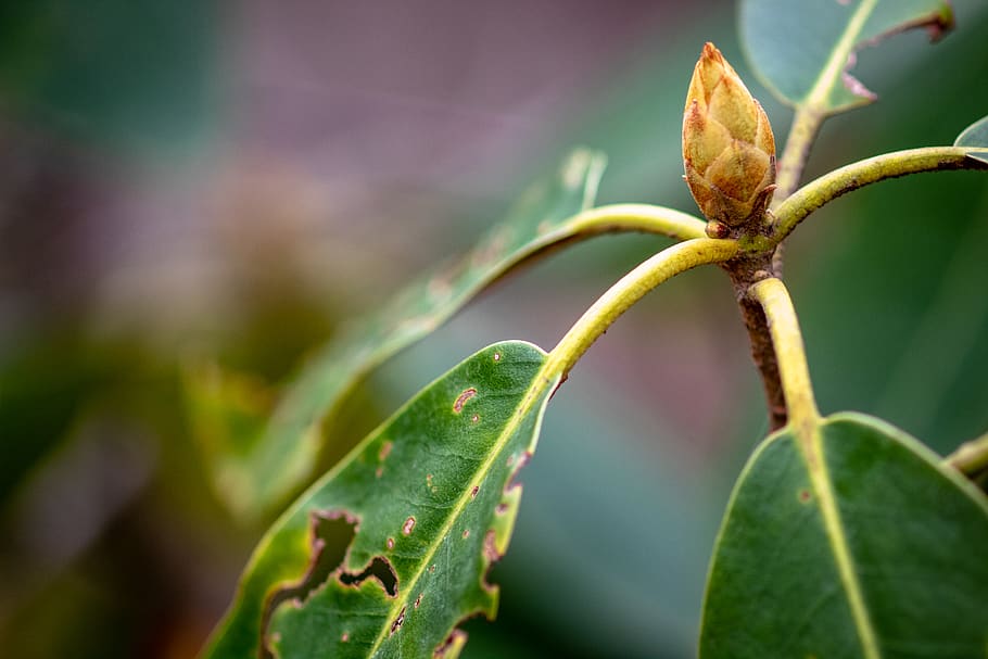 green leaf plant, bud, sprout, flower, blossom, cloudland canyon state park HD wallpaper